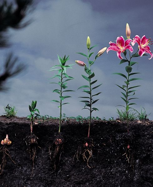 the flowers are starting to grow in the soil