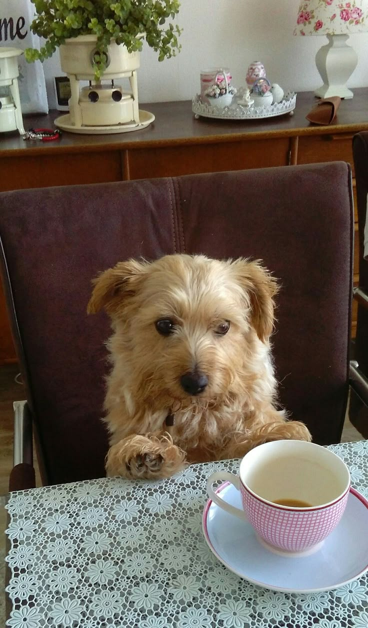 a brown dog sitting at a table with a cup and saucer on top of it