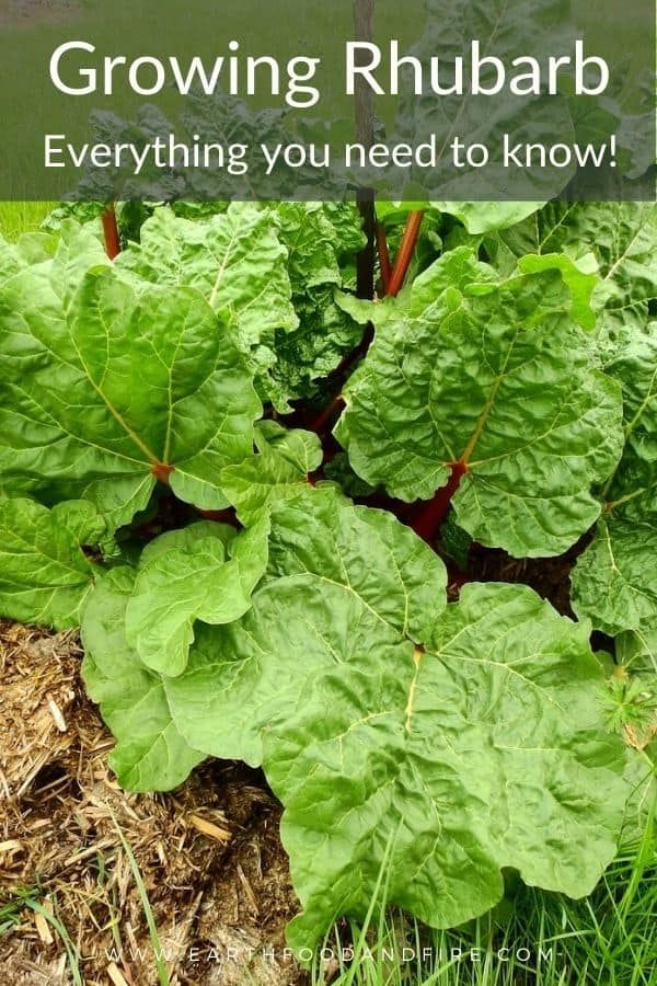 a garden with lots of green leaves and the words growing rhubarb everything you need to know