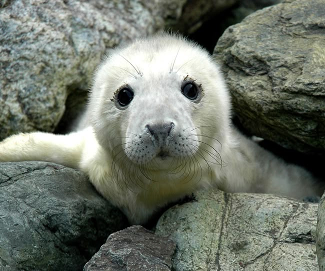 a white seal is laying on some rocks and looking at the camera with an intense look