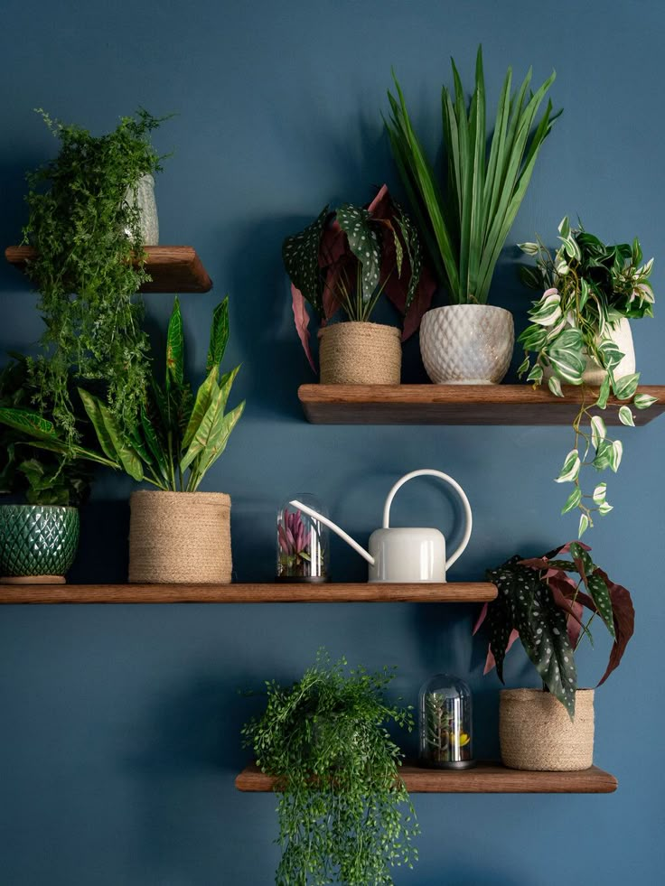 various houseplants and plants on wooden shelves against a blue wall