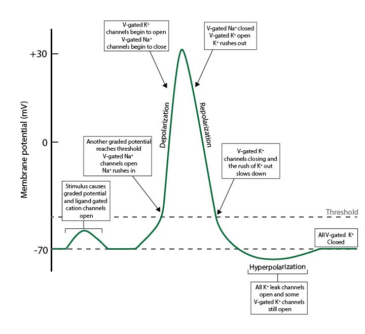 a diagram showing the flow of hypopathic and hyperlophical