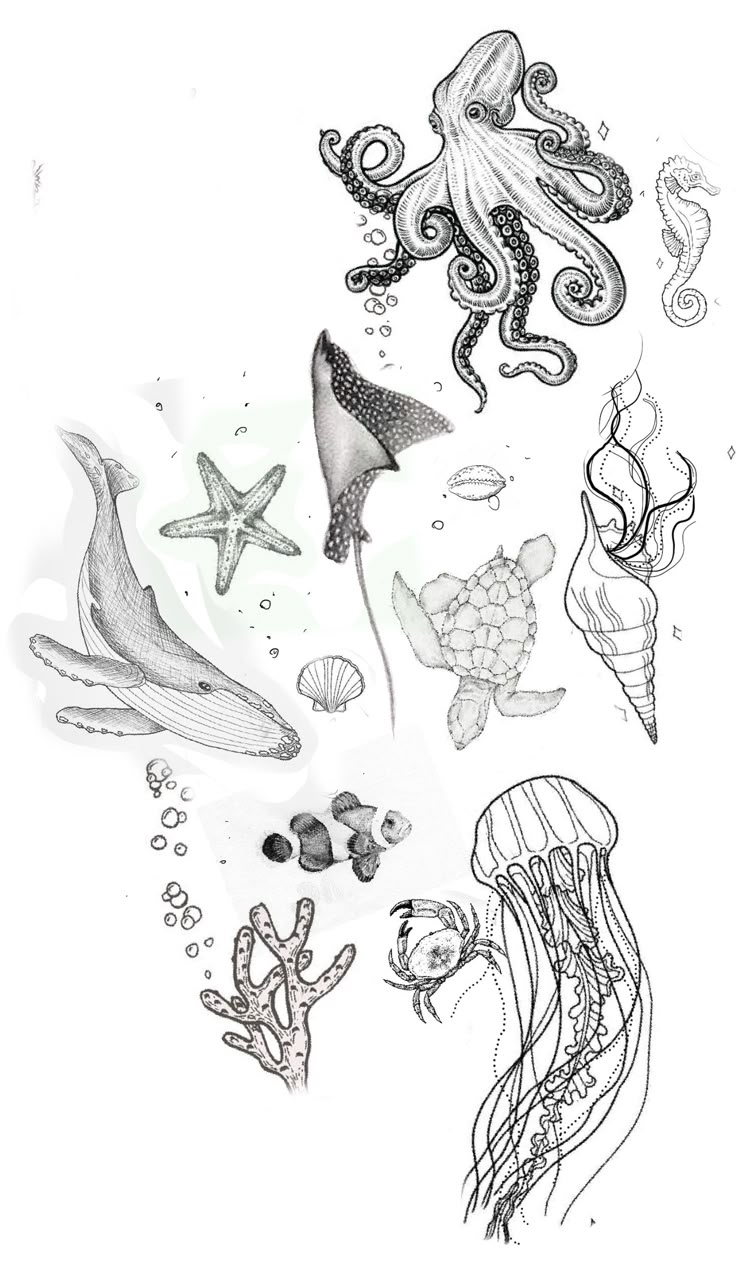 an ink drawing of various sea creatures