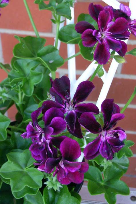 purple flowers are growing in a pot by a brick wall with green leaves on it