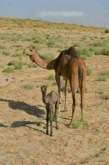 a baby camel standing next to it's mother in the desert