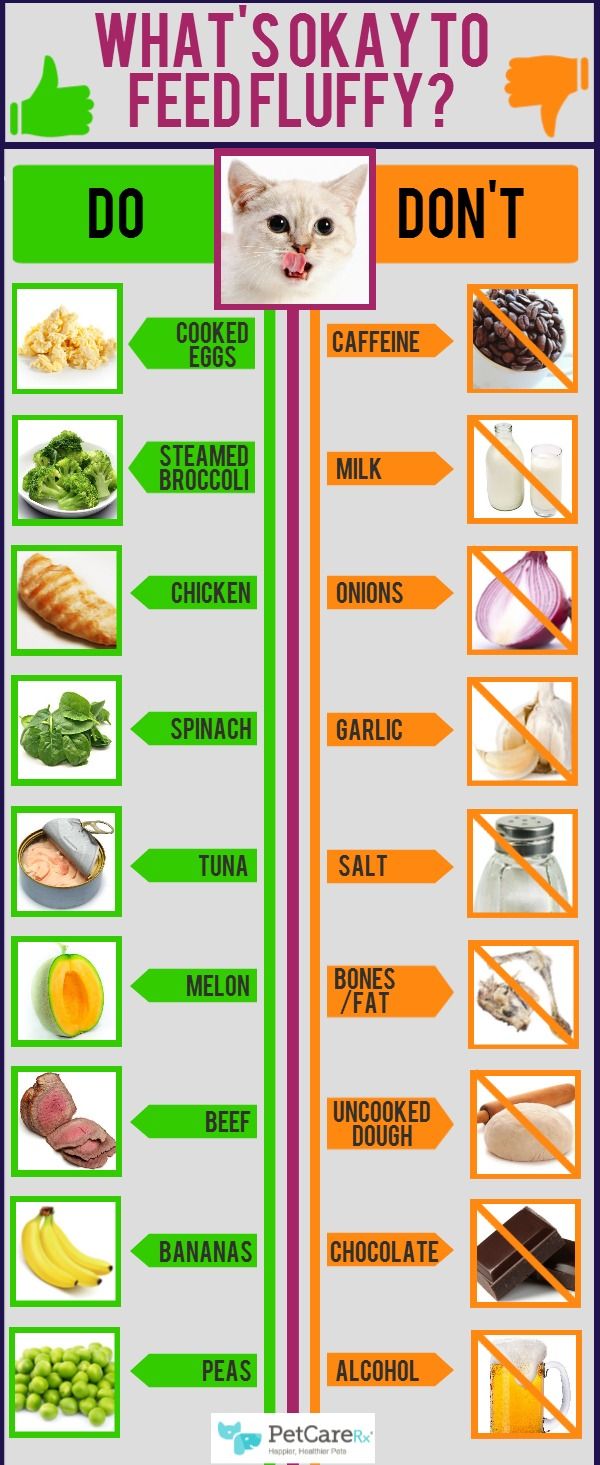 what's okay to feed fluffy? do you know it? info poster