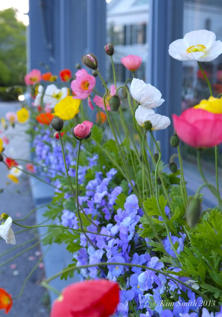 colorful flowers line the side of a building