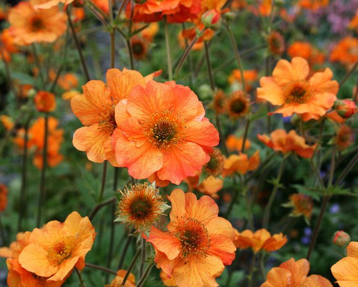 many orange flowers are blooming in the garden