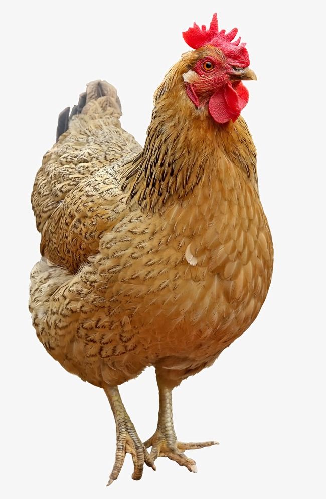 a brown chicken with a red comb on its head is standing in front of a white background