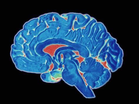 the human brain is shown in blue and red