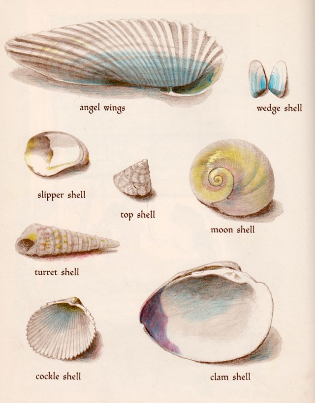 an old book with shells and other things on it's page, including one shell