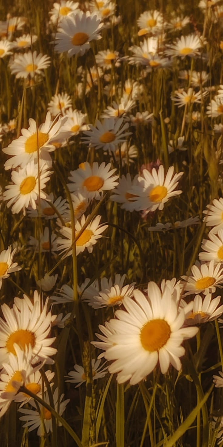 a field full of white and yellow daisies