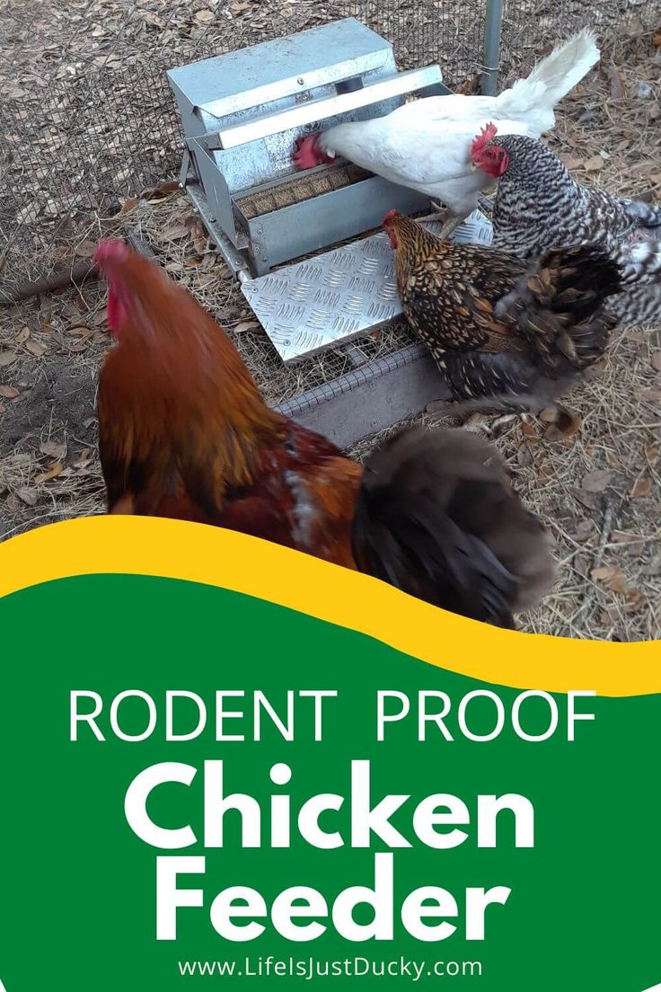 chickens are pecking at the feeder in an enclosure with text reading rodent proof chicken feeder