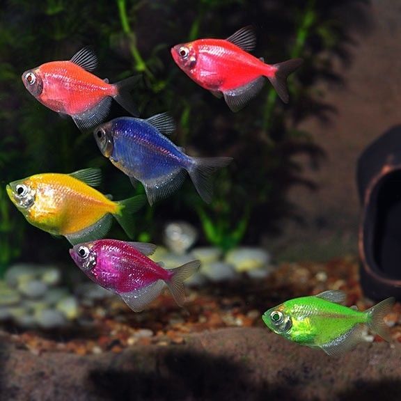 five different colored fish swimming in an aquarium