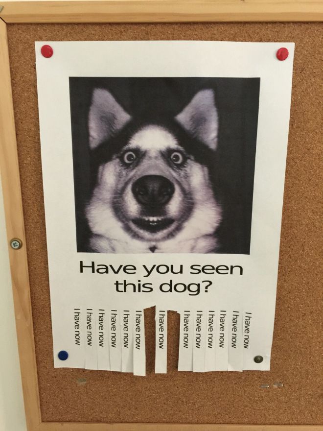 a bulletin board with a dog's face on it and the words have you seen this dog?