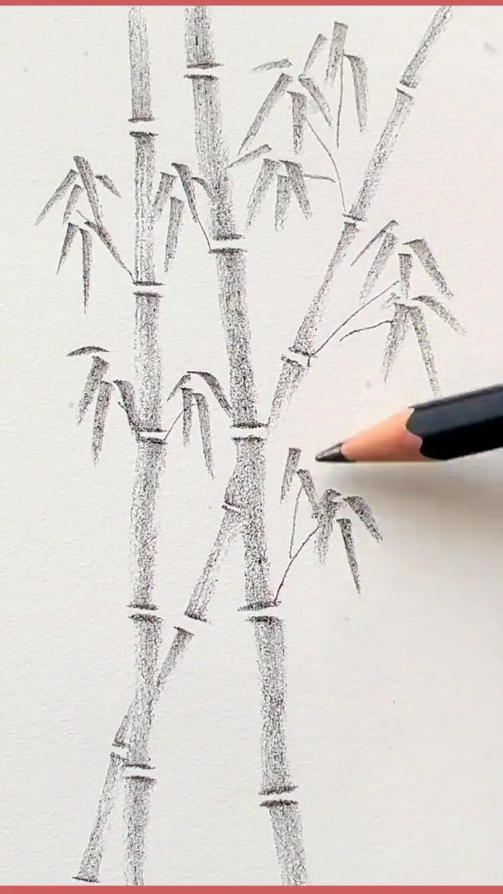 a pencil drawing a bamboo tree on paper