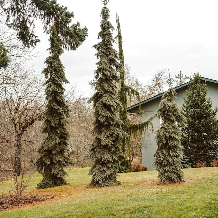 some very pretty trees in front of a house