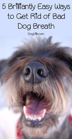 5 Brilliantly Easy Ways to Get Rid of Bad Dog Breath Dog Breath Remedy, Dog Dental Cleaning, Bad Dog Breath, Pet Dental Care, Dog Grooming Tools, Puppy Breath, Dog Remedies, Dog Breath, Dog Behavior Problems