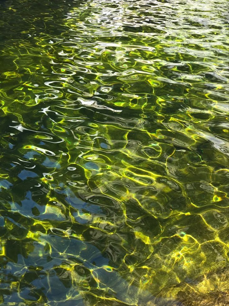 the water is full of green algae