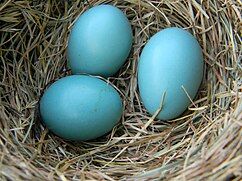 Cyan - Wikipedia September Prompts, Blue Chicken Eggs, Heritage Chicken Breeds, Farming Guide, Eggs Image, All Robins, Blue Chicken, Eggshell Blue, What Is A Bird