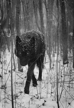 a black and white photo of a bear walking through the woods in the winter snow