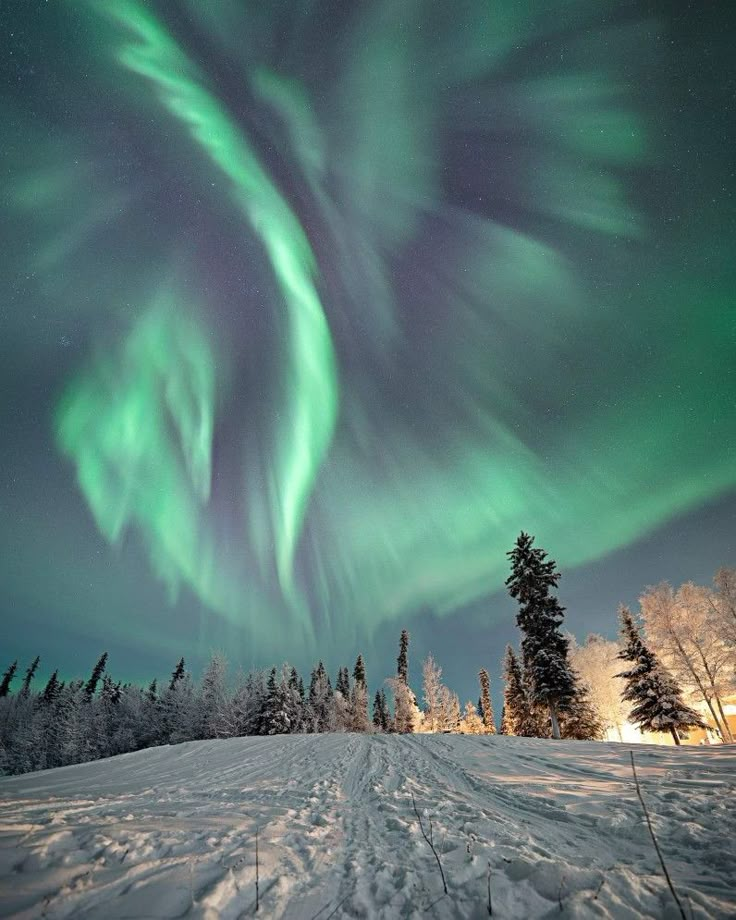 an aurora bore in the sky over snow covered ground with trees and evergreens on either side