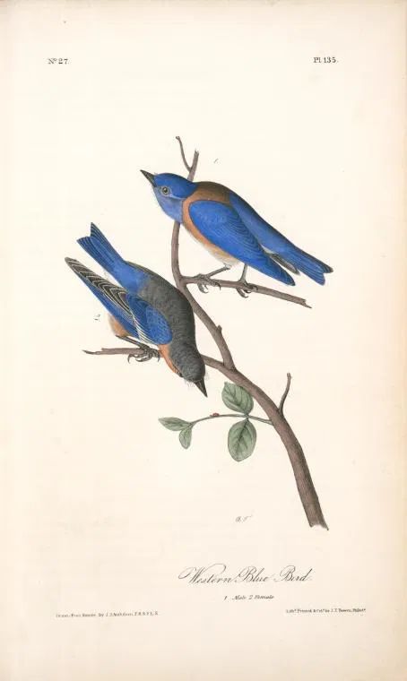 two blue birds sitting on top of a tree branch