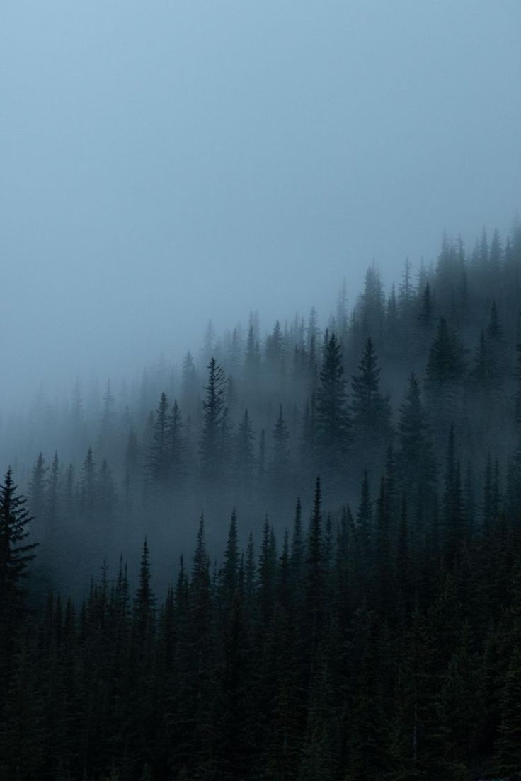 the fog is covering the trees in the mountains