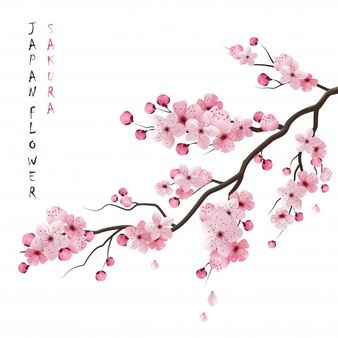 a branch with pink flowers on white background