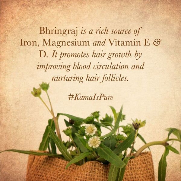 "Wonder Herb Bhringraj - How To Use Bhringraj Oil For Hair Growth - Kama Ayurveda" Kama Ayurveda, Natural Conditioner, Oil For Hair Growth, Hair Cleanser, Tan Removal, Ayurvedic Herbs, Carrier Oil, Oil For Hair, The Liver