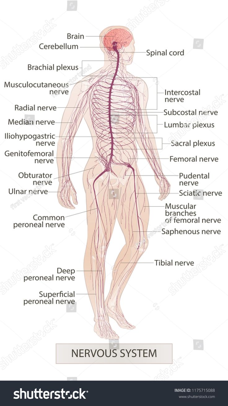 the nervous system labeled in this diagram shows the location of the peripheral and peripheral systems