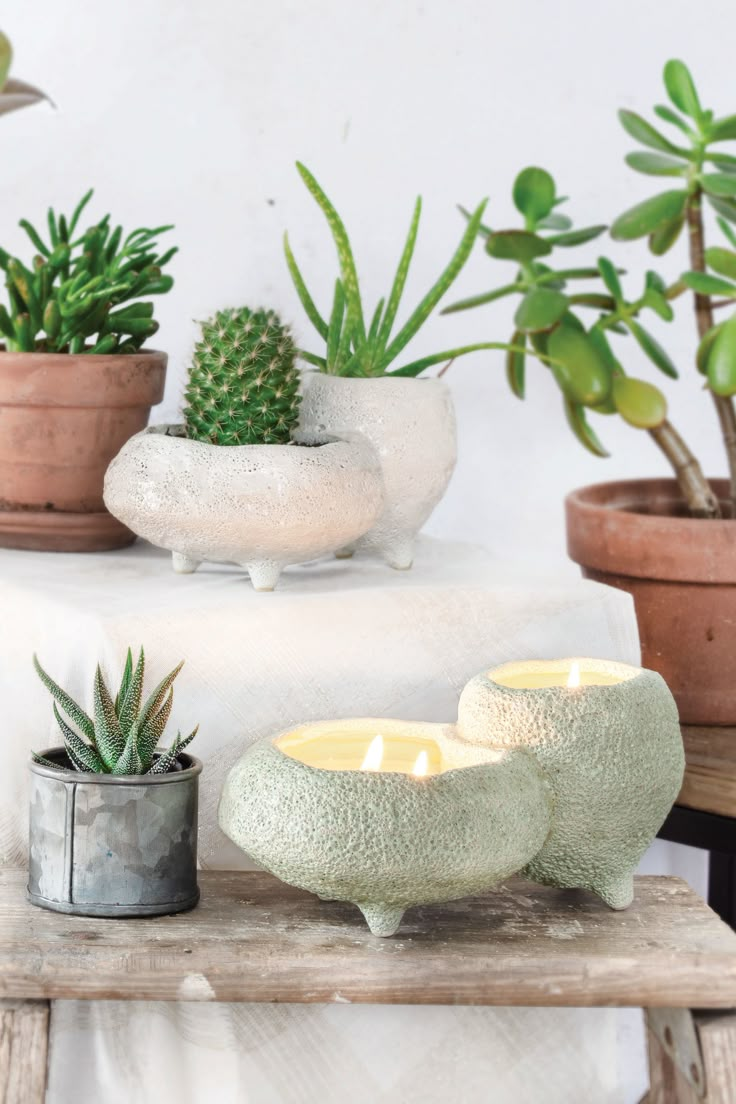 several potted plants and candles on a table