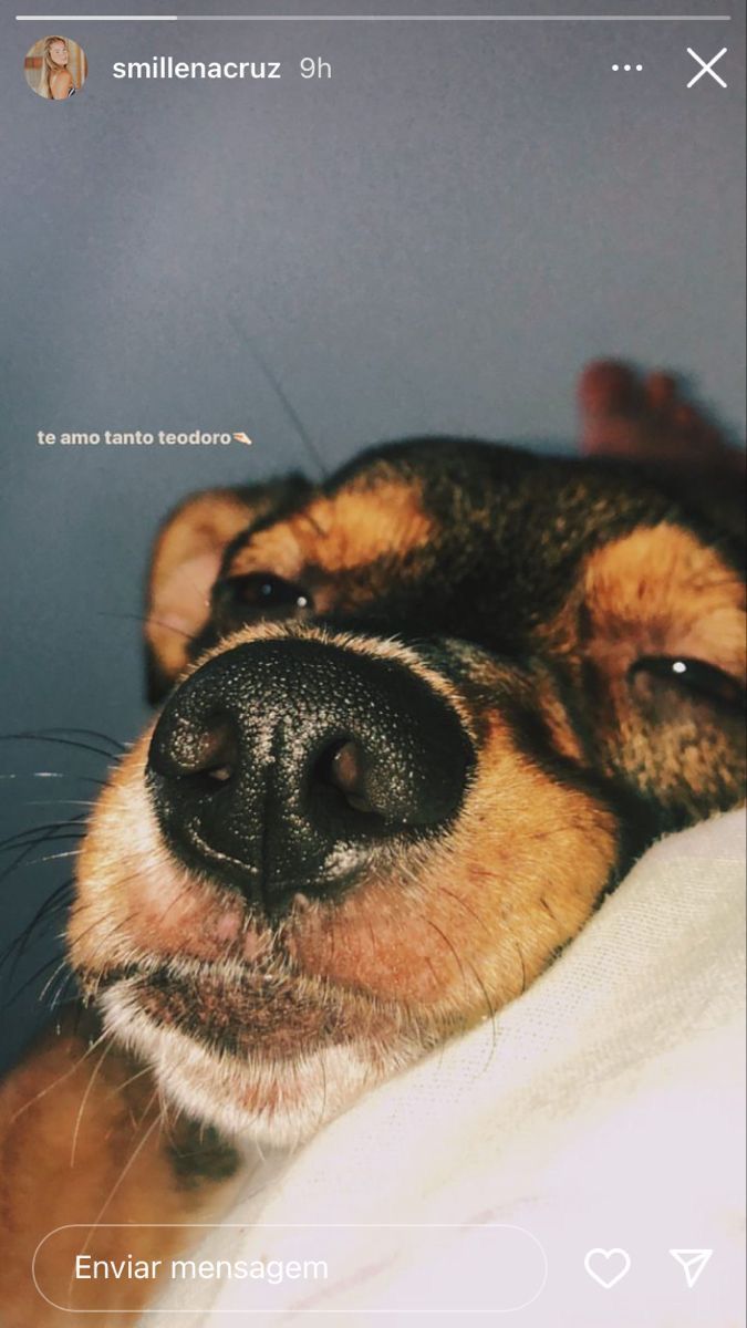 a close up of a dog's face with the caption, enviar measem