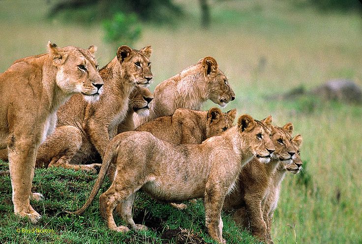 a group of lions standing on top of a lush green field next to a forest