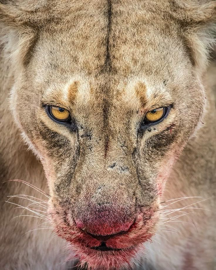 a close up of a lion's face with red spots on its fur and yellow eyes