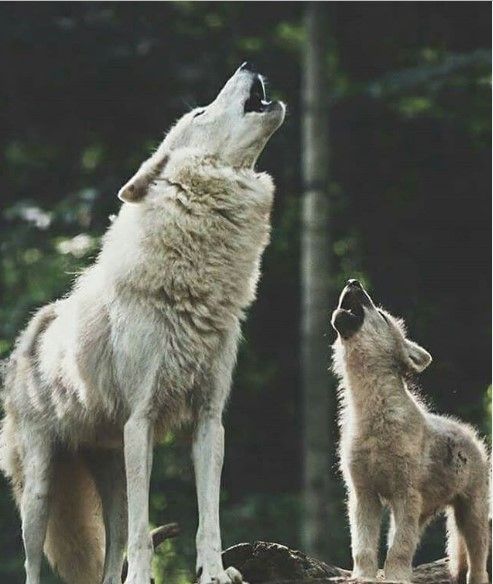 two wolfs standing next to each other on top of a tree stump in the woods