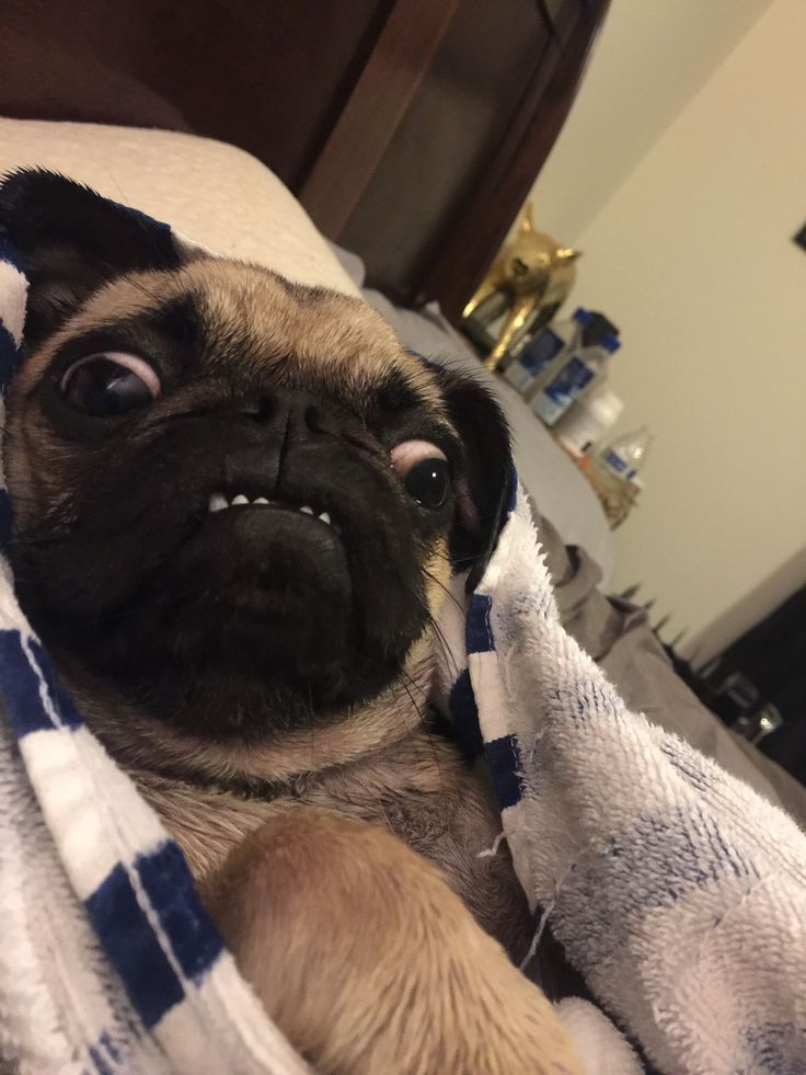 a pug dog laying on top of a bed under a blanket