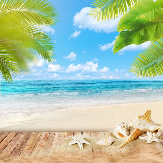 an image of seashells and starfish on the beach with palm trees in the background