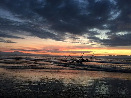 the sun is setting over the ocean with a tree branch sticking out of the water