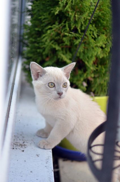 a white cat sitting in a flower pot