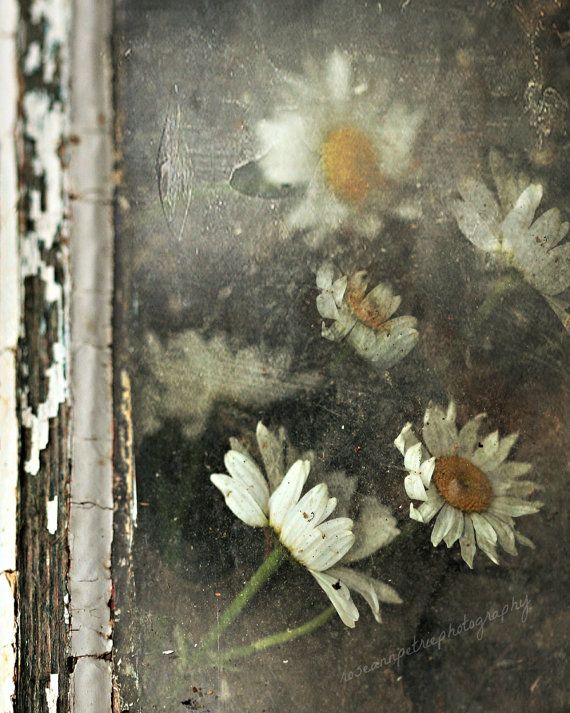 three white daisies sitting on top of a table