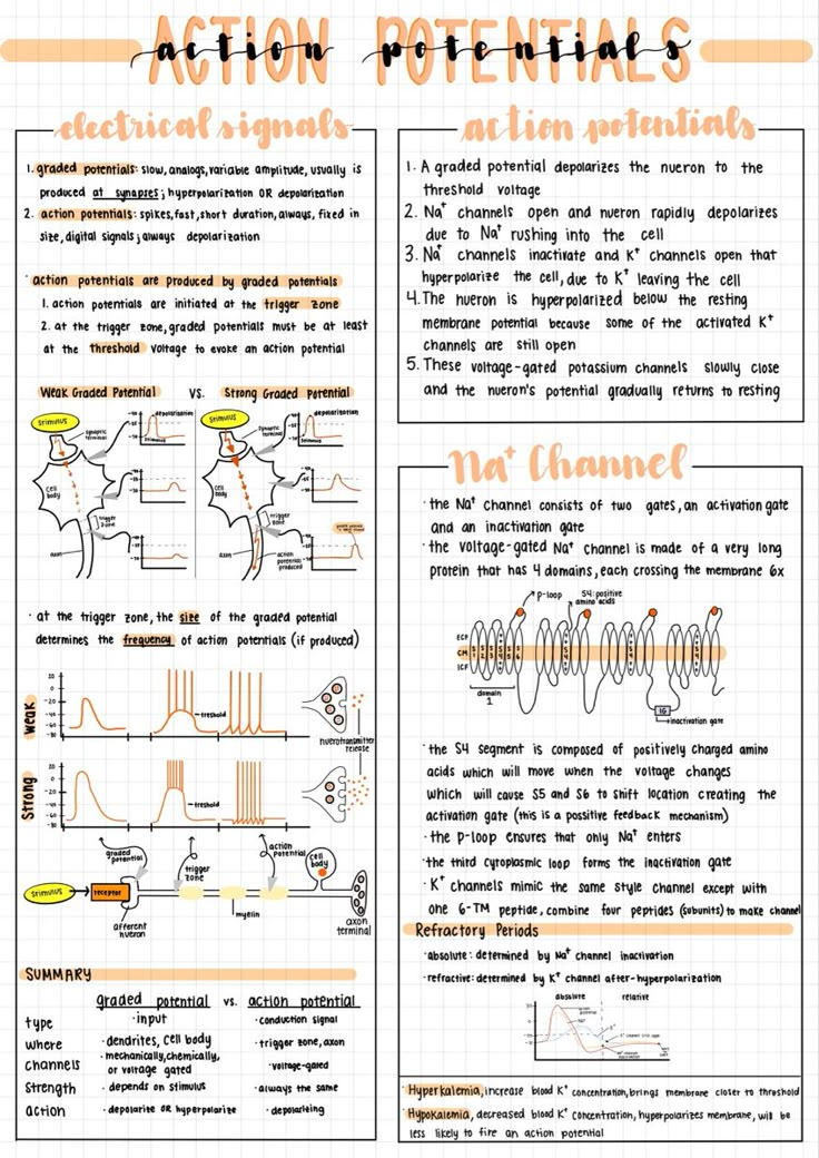 Aesthetic notes made on an iPad Pro for physiology class Ipad Revision Notes, Goodnotes Science Notes, Aesthetic Notes Ideas Ipad, Digital Notes Header Ideas, Goodnotes Notes Inspiration, Med Notes Ipad, Goodnotes Psychology Notes, Study Sheet Ideas, Good Notes Examples