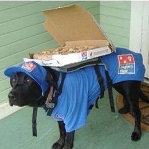 a black dog wearing a blue shirt and hat with a box on its back that has peanuts in it