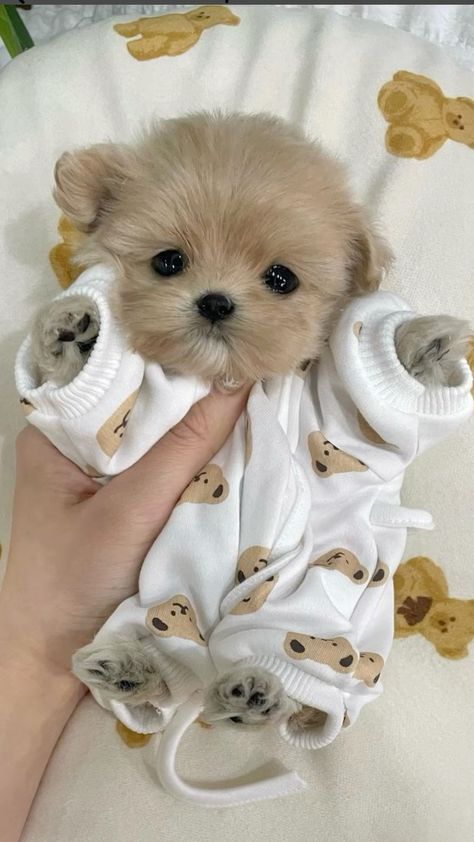 a person holding a small dog wrapped in a blanket with teddy bears on it's back