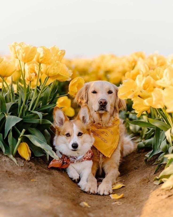 two dogs sitting in the middle of yellow flowers