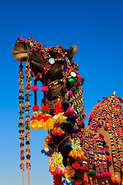 a camel decorated with colorful beads and tassels in front of a blue sky