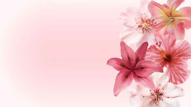 pink and white flowers on a light pink background