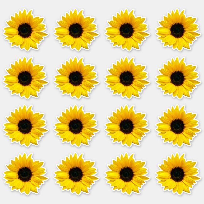 sunflowers are arranged in rows on a white background