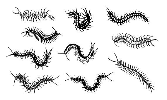 the different types of worms that are on display in this image, each one is black and