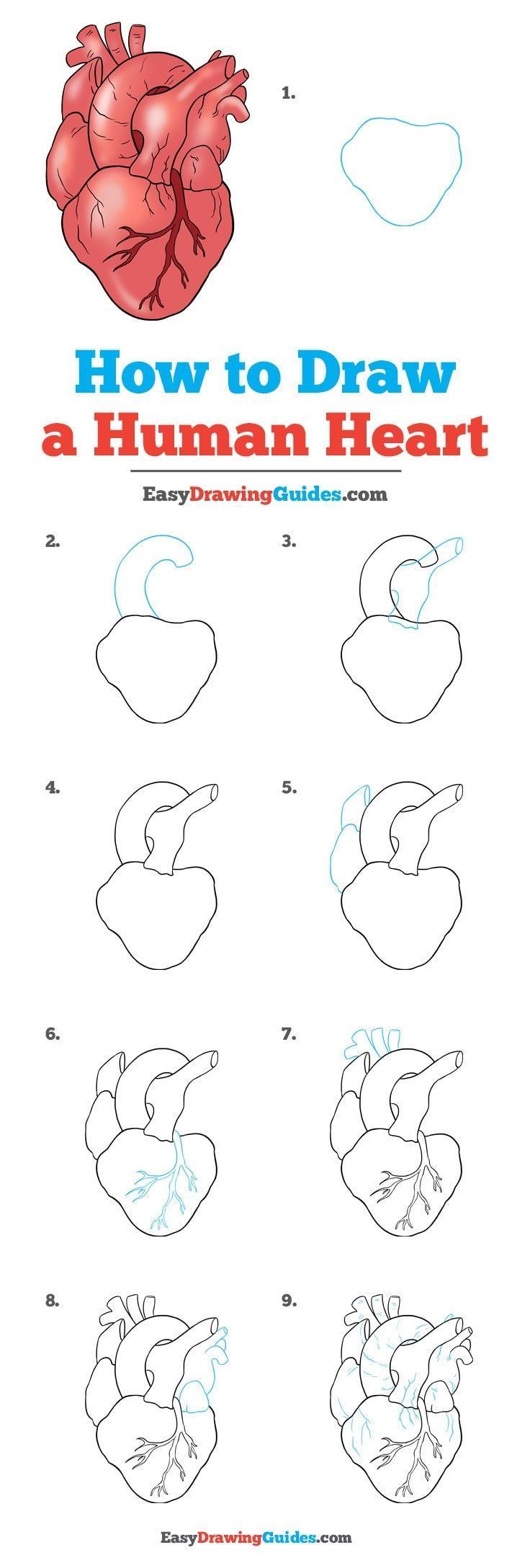 how to draw a human heart with easy step by step instructions for kids and adults